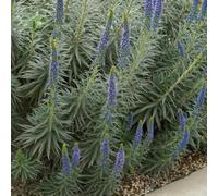Semi di testa vipera perenne, giardino roccioso sono resistenti Echium vulgare, perenni 100pcs