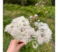 Semi di Thalictrum aquilegifolium, resistenti per il giardino da esterno resistenti perenni semi di come per gli ospiti 500pcs