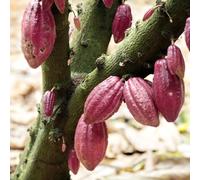 Semi di Theobroma cacao - giardino biologici balcone 100pcs