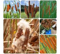semi di tifa, l'ombra all'esterno Typha orientalis, giardino roccioso sono resistenti rare, balcone da stagno, 500pcs