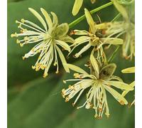 semi di tiglio - appartamento esotiche biologici rare giardino interno 8pcs