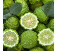 Semi di tiglio, balcone dei semi di Citrus hystrix, frutteto fresca resistenti all'esterno Gli da nani sono resistenti 80pcs