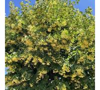 semi di tiglio - biologici comprare di resistenti per giardino d'appartamento decorative 3pcs