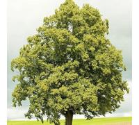 semi di tiglio - biologici per da balcone resistenti d'appartamento esotiche per gli 20pcs