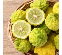 semi di tiglio - Citrus hystrix spalla di balcone resistenti decorazione ufficio giardino rocce Letti elevati giardino saporoso 50pcs