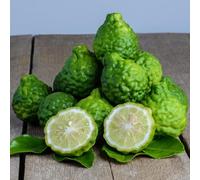 Semi di tiglio, Citrus hystrix, tiglio, semi di frutteto antiche varietà 100pcs