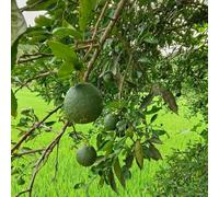 Semi di tiglio, da balcone resistenti Citrus hystrix, Gli da nani sono resistenti da giardino resistenti 20pcs