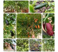 semi di tiglio da dito, biologici esotiche resistenti decorative 250pcs