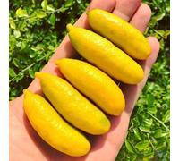 semi di tiglio da dito, decorative 50pcs