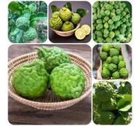 Semi di tiglio, da giardino semi di Citrus hystrix, biologici da nani gli da colonnari sono 30pcs