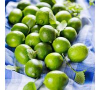 Semi di tiglio, esotiche Citrus hystrix, per luoghi soleggiati gli da colonnari sono resistenti semi di per il giardino 50pcs