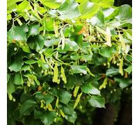 semi di tiglio - giardino roccioso resistenti balcone serra interno perenni regali 15pcs