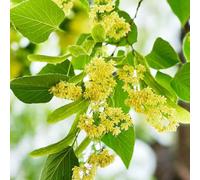 semi di tiglio - giardino roccioso sono resistenti rare da interno d'appartamento decorative comprare 15pcs