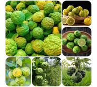 Semi di tiglio, Gli da nani sono resistenti Citrus hystrix, semi di resistenti 150pcs