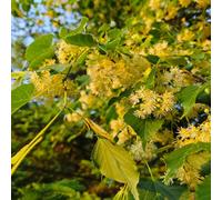 semi di tiglio - perenni resistenti Giardino balcone esotiche 5pcs