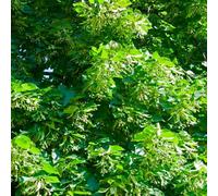 semi di tiglio - regali resistenti sono perenni giardino balcone esotiche 10pcs