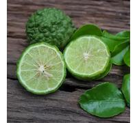 Semi di tiglio, resistenti per il giardino Citrus hystrix, frutteto semi di resistenti all'esterno 80pcs