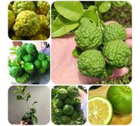 Semi di tiglio, semi di antiche varietà Citrus hystrix, tiglio, per il giardino per luoghi soleggiati resistenti 100pcs