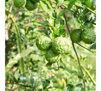 Semi di tiglio, semi di Citrus hystrix, da balcone resistenti antiche varietà Gli da nani sono resistenti 30pcs