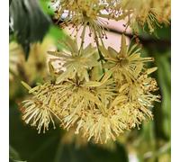 Semi di tiglio, Tilia tuan, biologici da balcone comprare regali sostenibili comprare semi di perenni 10pcs