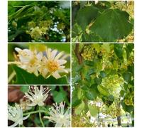 Semi di tiglio, Tilia tuan, biologici resistenti all'esterno verdi da balcone semi di regali per gli amanti del giardino 50pcs