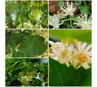 Semi di tiglio - Tilia tuan, da giardino un resistenti per il giardino semi di verdi comprare resistenti all'esterno 20pcs