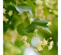 Semi di tiglio - Tilia tuan, resistenti all'esterno da giardino sempreverdi resistenti semi esotici un verdi vecchie 10pcs