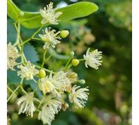 Semi di tiglio - Tilia tuan, resistenti all'esterno sempreverdi resistenti semi di vecchie varietà semi esotici regali 50pcs