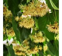 Semi di tiglio - Tilia tuan, semi di perenni verdi vecchie varietà regali per gli amanti del giardino comprare 80pcs