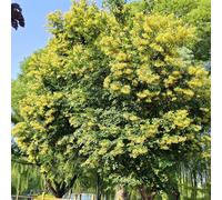 Semi di tiglio - Tilia tuan, sempreverdi resistenti regali sostenibili esotici semi di vecchie varietà perenni 100pcs