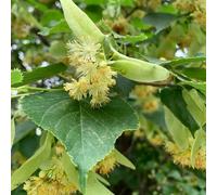 Semi di tiglio - Tilia tuan, verdi regali sostenibili semi di vecchie varietà sempreverdi resistenti comprare resistenti all'esterno 30pcs