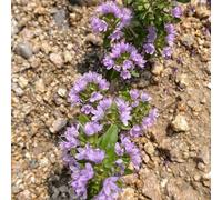 semi di timo biologici - per giardino, perenni, resistenti decorazione selvatici, 600pcs