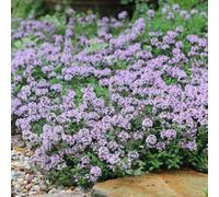 Semi di timo, da giardino resistenti Semi resistenti di timo serpillo, esotiche semi per aiuole rialzate rare 2000pcs