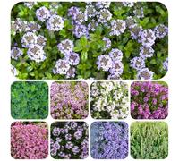 semi di timo da interno decorazioni da giardino per esterni giardino sul balcone resistenti al pieno sole, esotiche serra 1000pcs