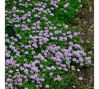 semi di timo pacciamante - balcone giardino resistenti esterni 300pcs