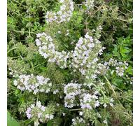 Semi di timo pacciamante, semi di copertura del terreno regali per gli amanti del giardino timo tappeto, esotiche prato prato farfalle selvatici, 300pcs