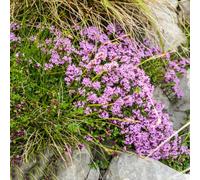 Semi di timo pacciamante, semi di selvatici prato farfalle prato autunnali resistenti timo tappeto, regali per gli amanti del giardino selvatico, 3000pcs