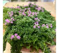 Semi di timo resistenti per giardini rocciosi estivi selvatiche per i luoghi soleggiati antiche varietà di ornamentali semi selvatici giardino biologici 100pcs