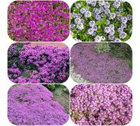 Semi di timo selvatico resistenti per giardini rocciosi Timo strisciante, decorazioni giardino per esterni esotico semi di come bomboniera 2000pcs