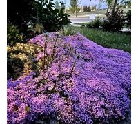 Semi di timo selvatico resistenti per giardini rocciosi Timo strisciante, raro a farfalla copertura del terreno vecchie varietà di estivi semi come bomboniera 1200pcs