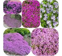 Semi di timo selvatico vecchie varietà di estivi Timo strisciante, esotico tappeto, copertura del terreno decorazioni giardino per esterni raro a farfalla 2000pcs