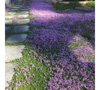 Semi di timo serpillo - estivi per luoghi soleggiati copertura del terreno resistenti per giardini rocciosi esotico arredamento del soggiorno decorazione floreale semi di 350pcs