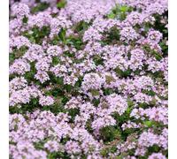 Semi di timo serpillo, rare, da balcone Semi di timo tappezzanti, semi di aromatiche 600pcs