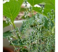 semi di timo serpillo - resistenti balcone perenni giardino 500pcs