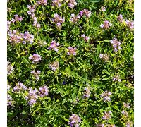 Semi di timo strisciante Aiuole rialzate per il giardino roccioso interna varietà antiche biologiche balcone rampicanti arredamento del 800pcs