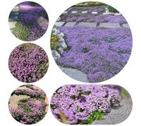 semi di timo strisciante, biologici vecchie varietà di selvatici perenni resistenti, per balcone decorative 350pcs