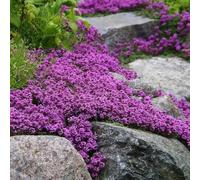 semi di timo strisciante, esotiche decorazioni da giardino per esterni varietà biologiche tradizionali serra interna arredamento del 1200pcs