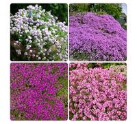 semi di timo strisciante, rampicanti Aiuole rialzate per il giardino decorazioni da giardino per esterni biologici da esterno roccioso decorative 400pcs