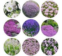 semi di timo strisciante, resistente per balcone per decorazione giardino da perenni 800pcs