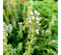 Semi di timo strisciante selvatici balcone giardino semi di 600pcs